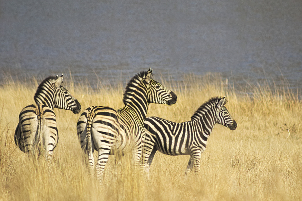 joao-pompeu_biosphere_Zebras