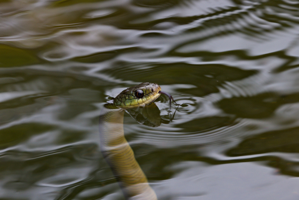 joao-pompeu_biosphere_cobra-verde-chapada-diamantina