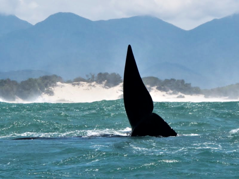 joao-pompeu_biosphere_eubalena-australis