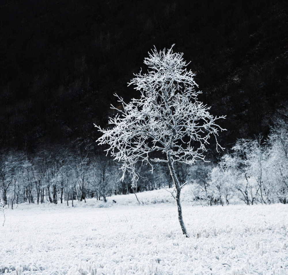 joao-pompeu_biosphere_frozen-tree