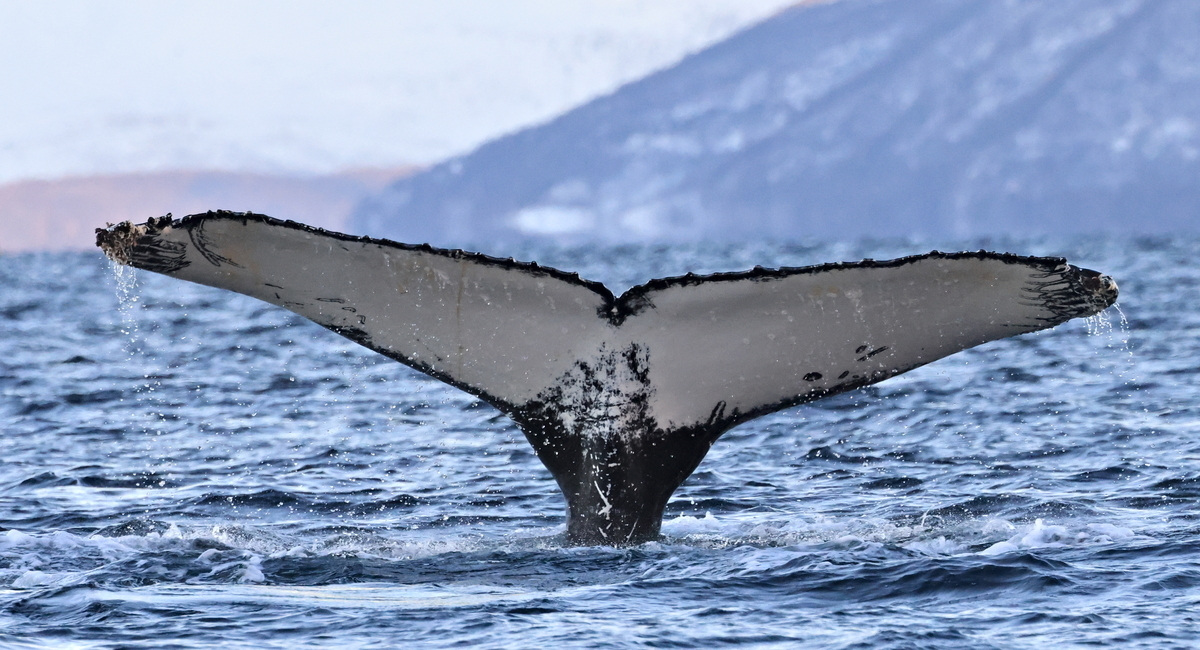 joao-pompeu_biosphere_humpback