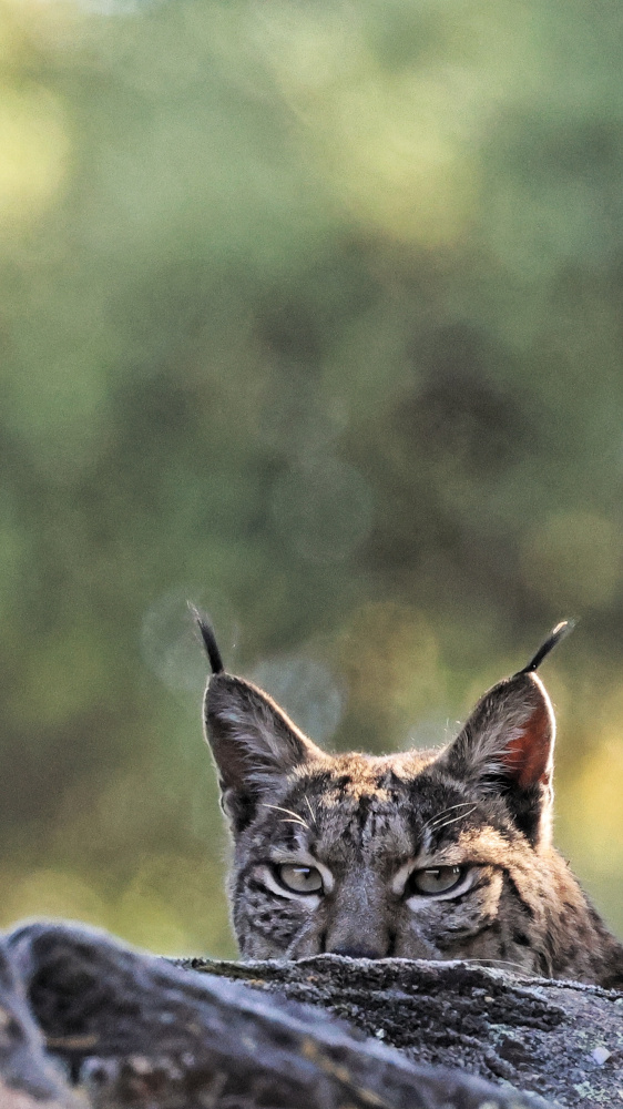 joao-pompeu_biosphere_iberian-lynx-rock