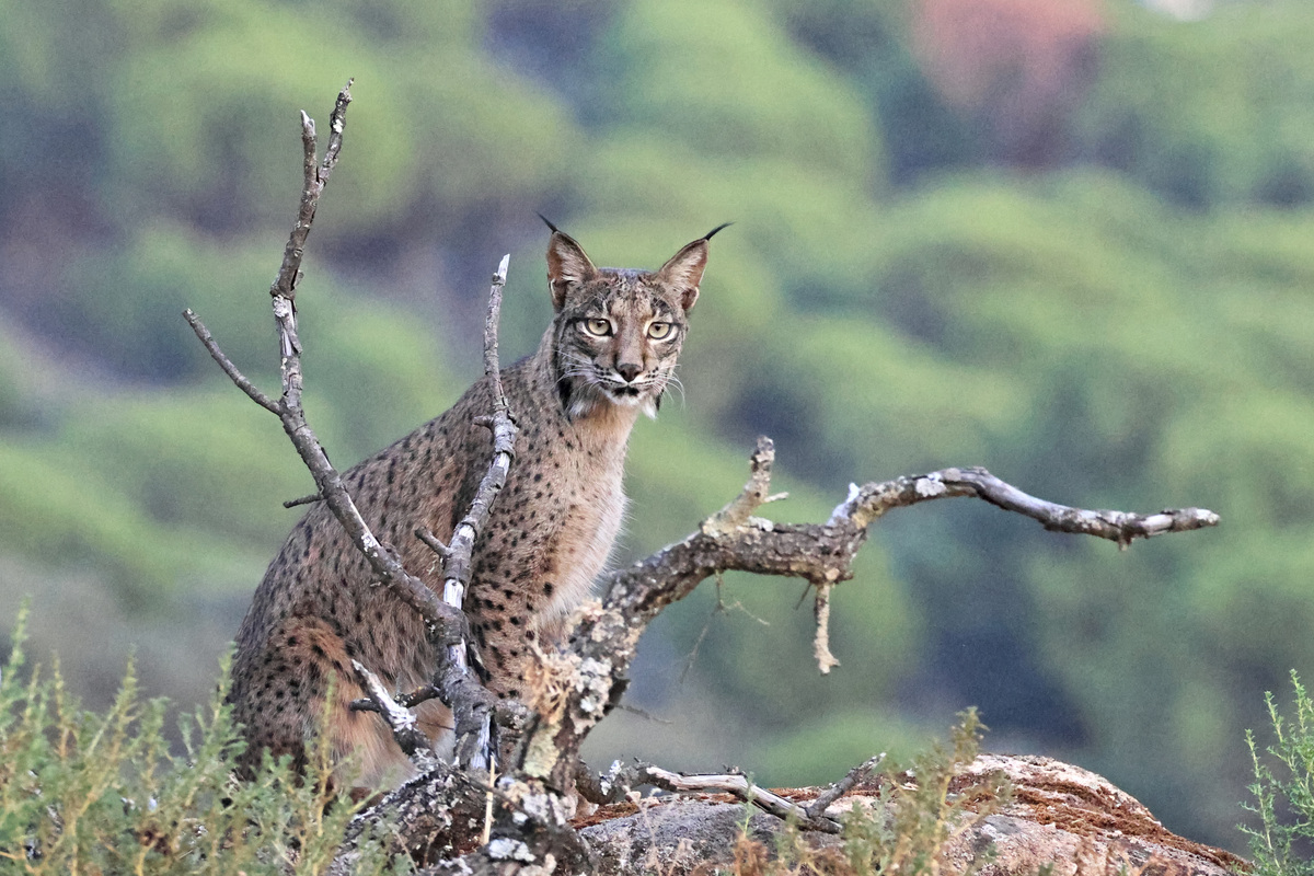 joao-pompeu_biosphere_iberian-lynx
