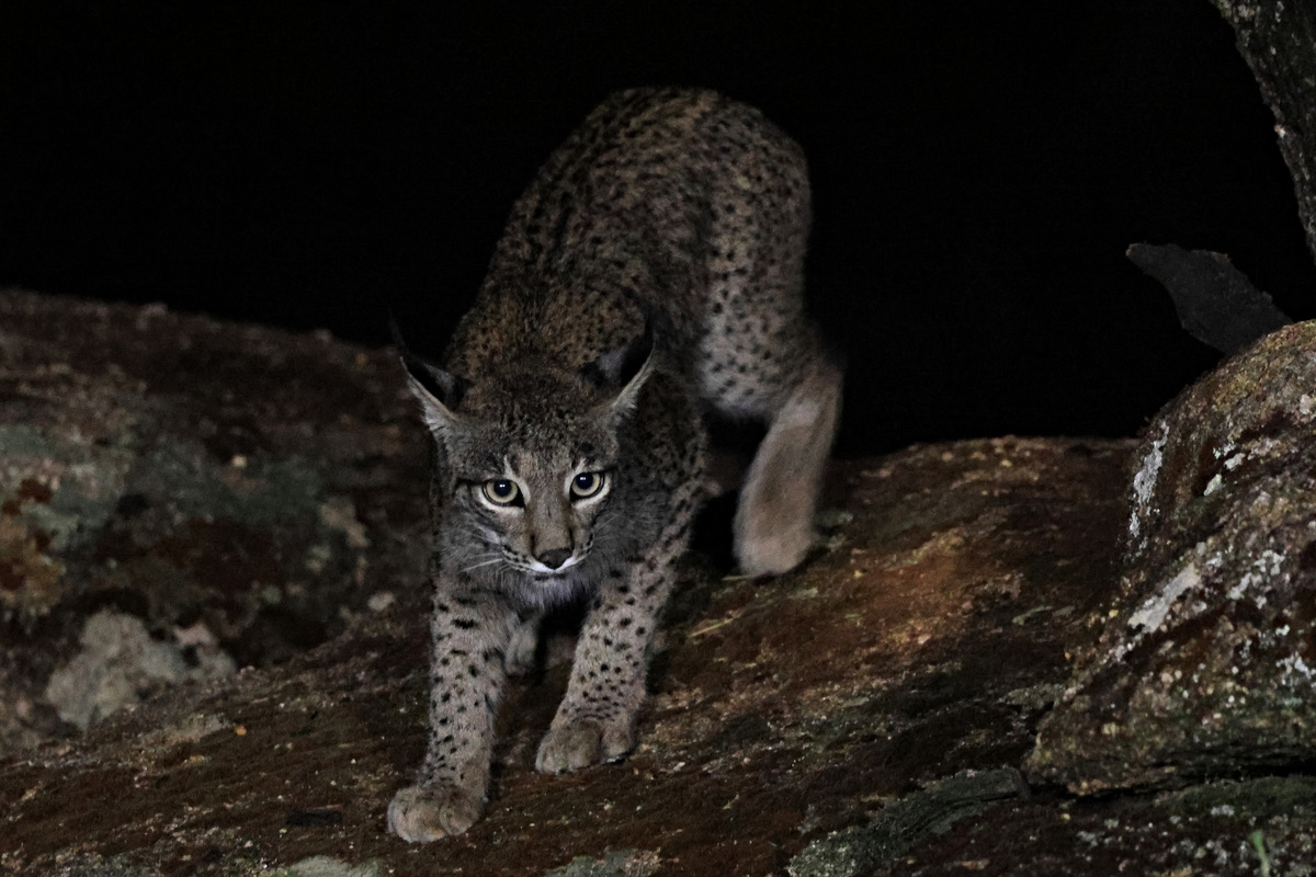 joao-pompeu_biosphere_lynx-pardinus