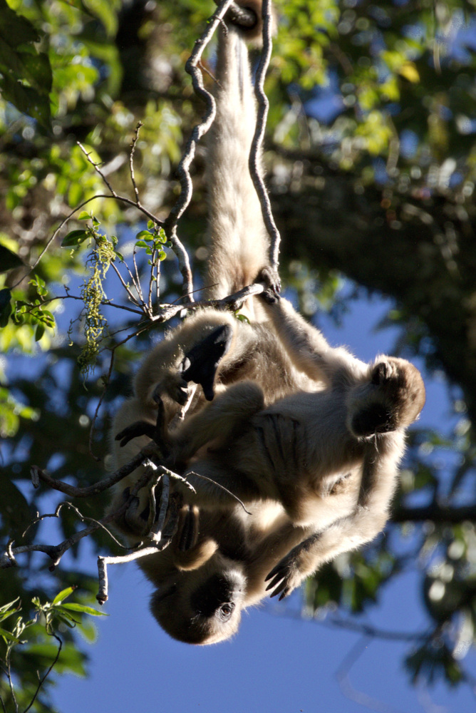 joao-pompeu_biosphere_muriqui-do-sul