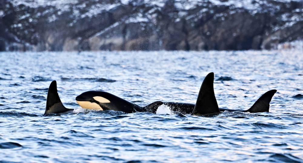 joao-pompeu_biosphere_orcas