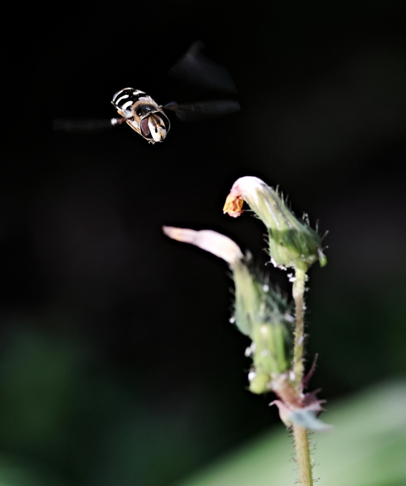 joao-pompeu_biosphere_pollinator