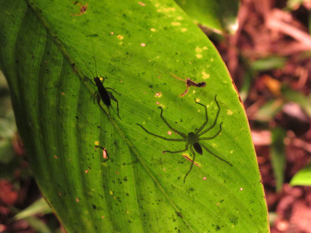 joao-pompeu_biosphere_predation