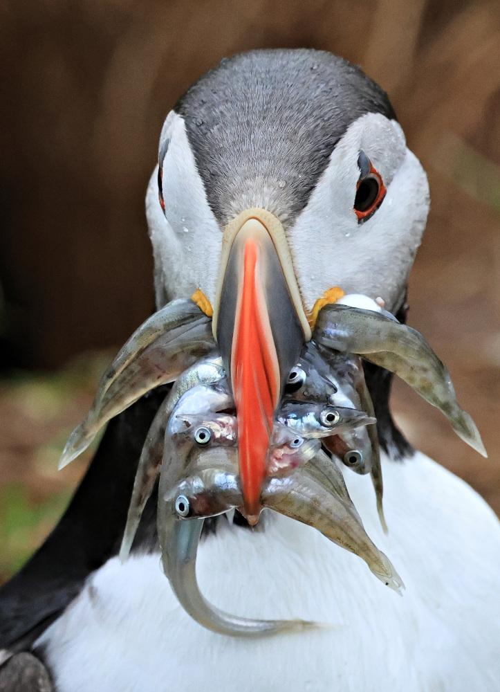 joao-pompeu_biosphere_puffin