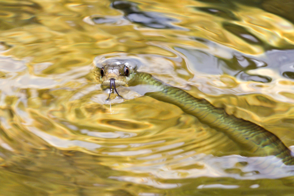 joao-pompeu_biosphere_snake-chapada-diamantina