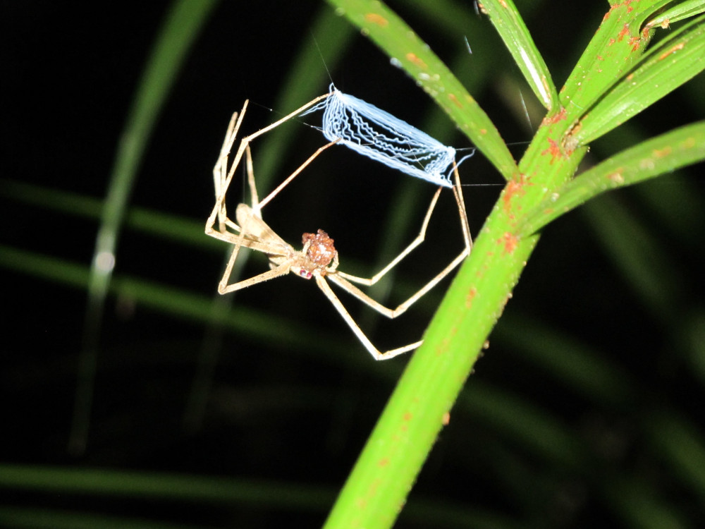 joao-pompeu_biosphere_spider