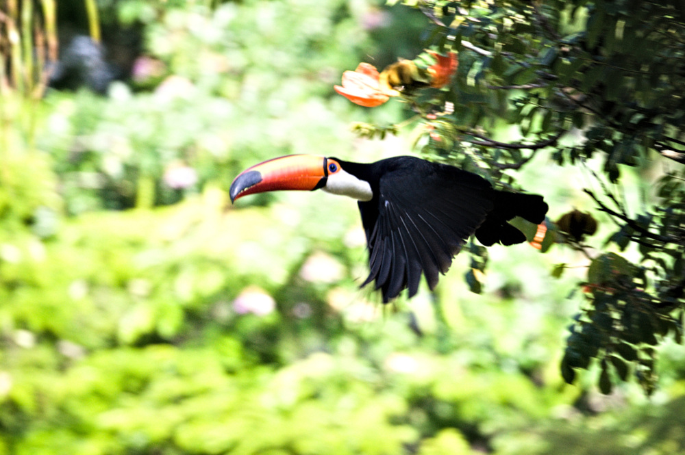 joao-pompeu_biosphere_tucano