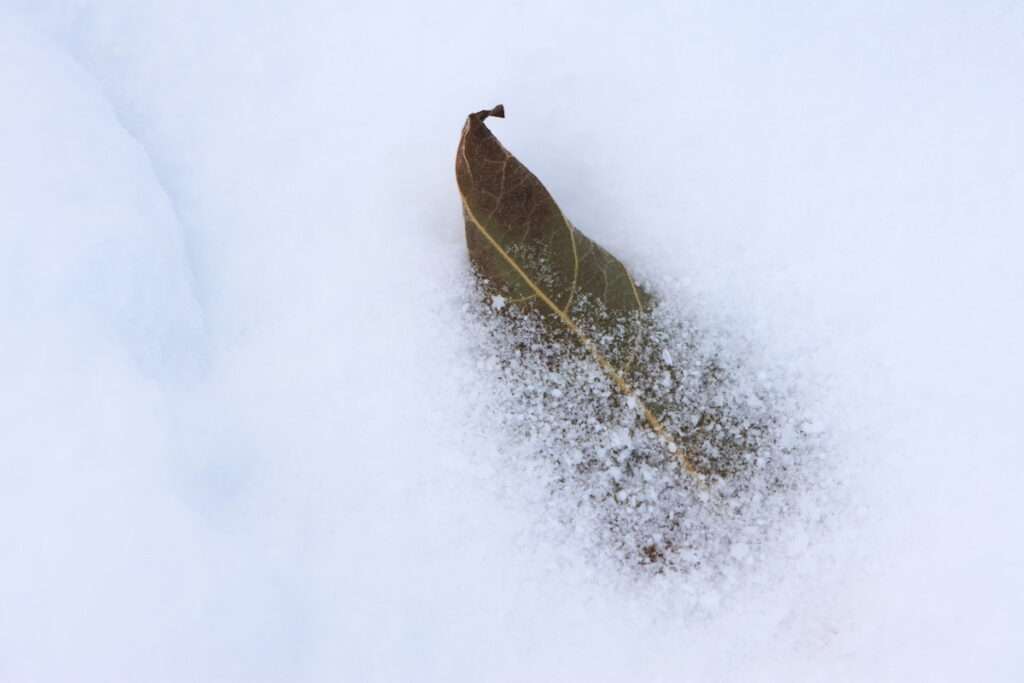 joao-pompeu_cryosphere_leaf-snow