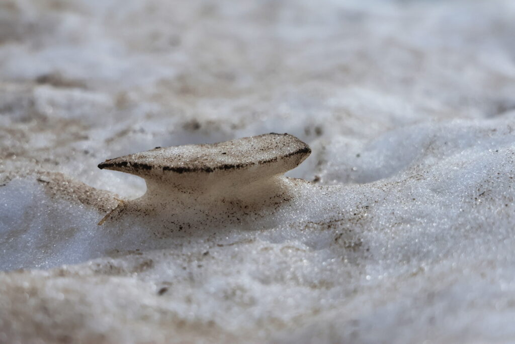 joao-pompeu_cryosphere_snow-detail-wind-erosion